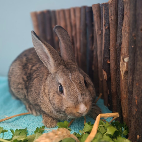 Amman