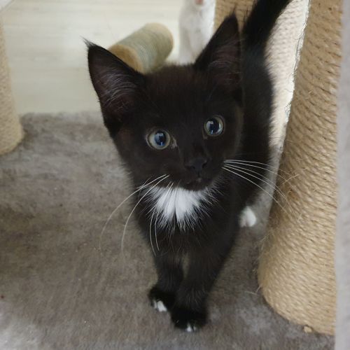 Berlioz