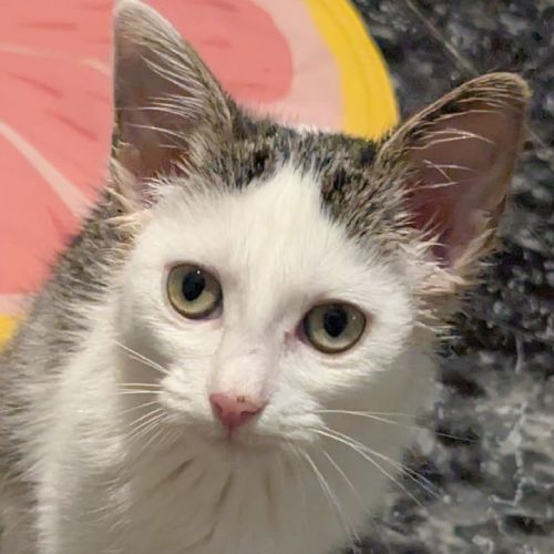 Bonita