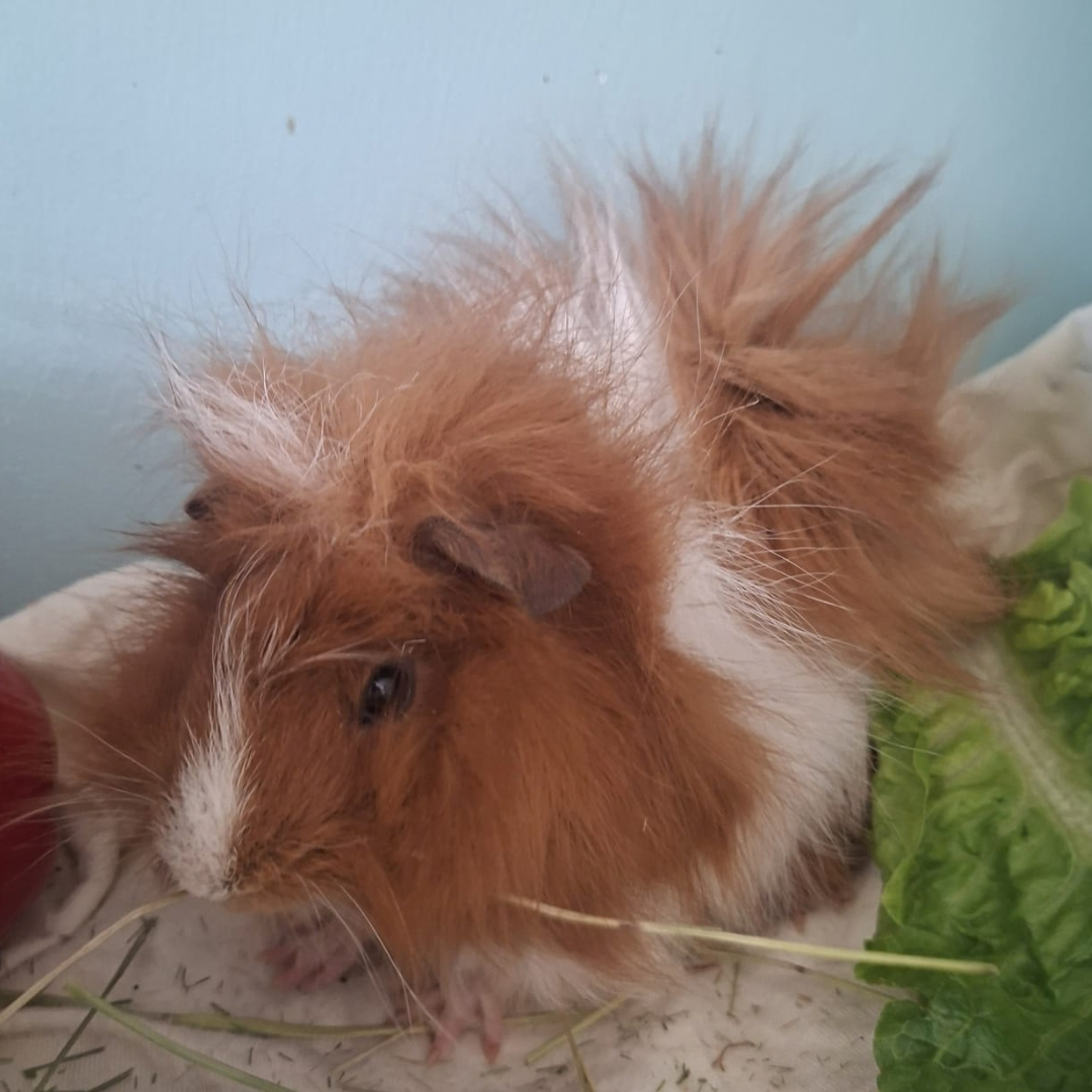 Diego