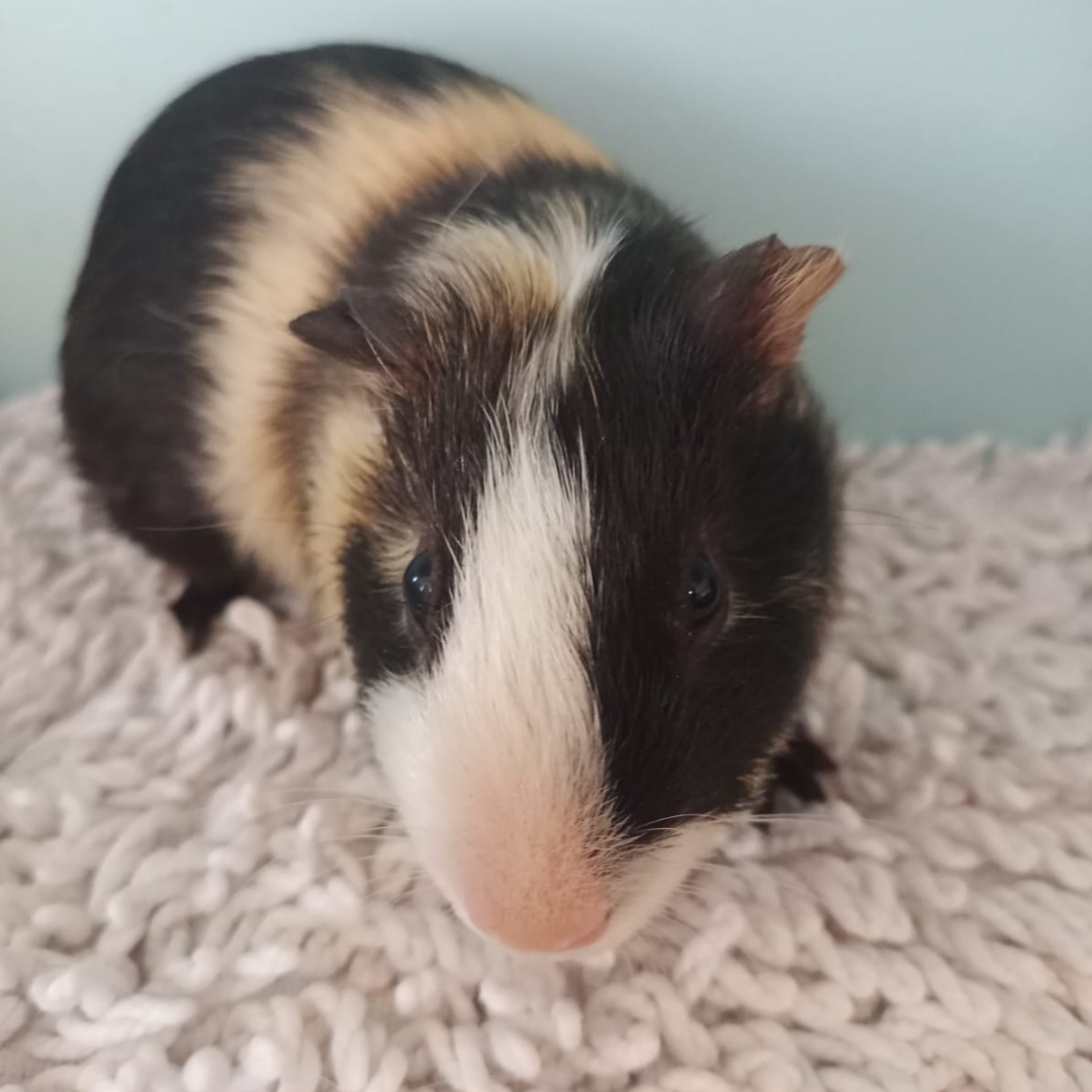 Duplo