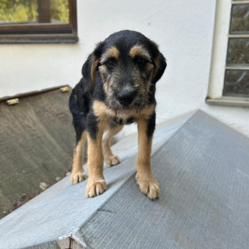Ella