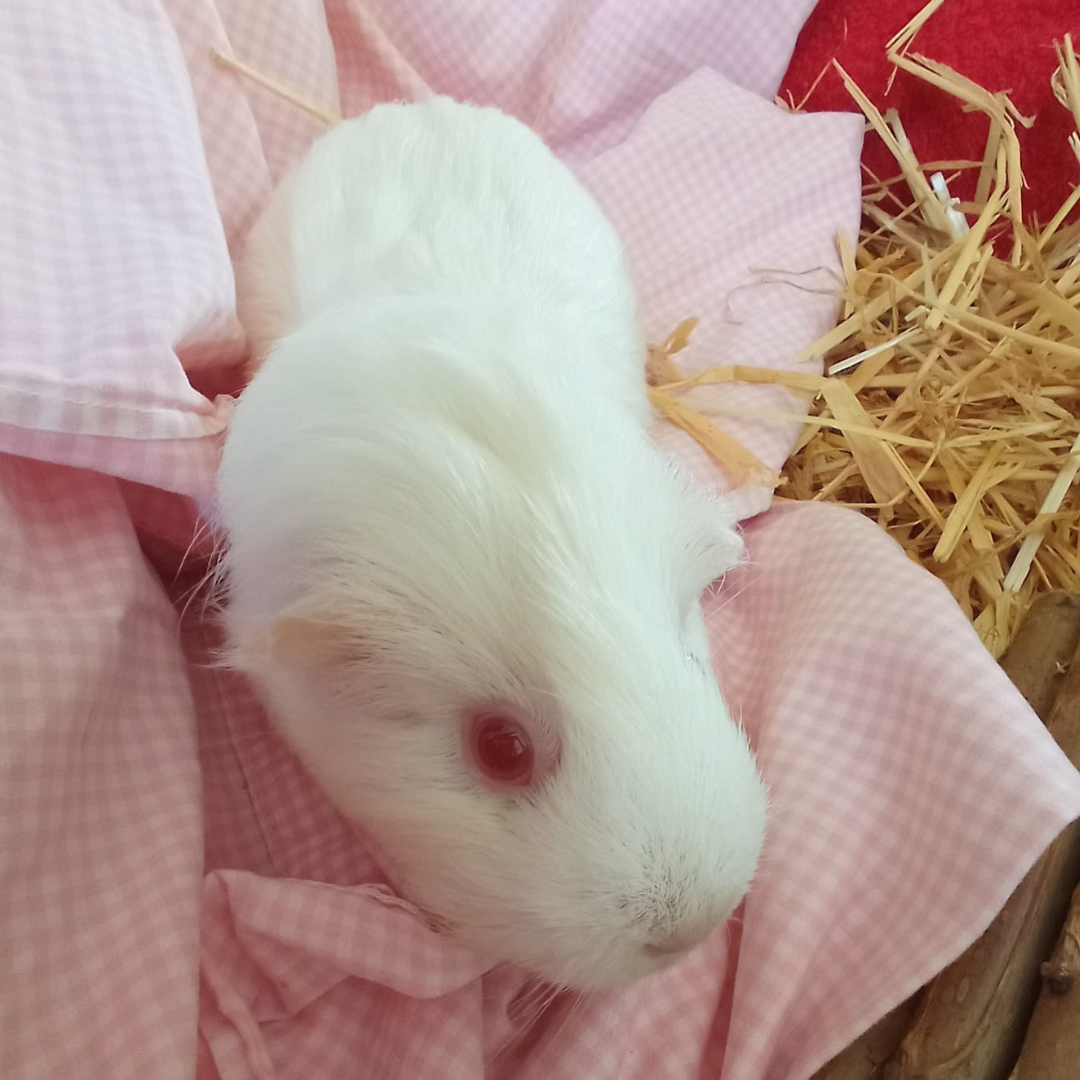 Elsa