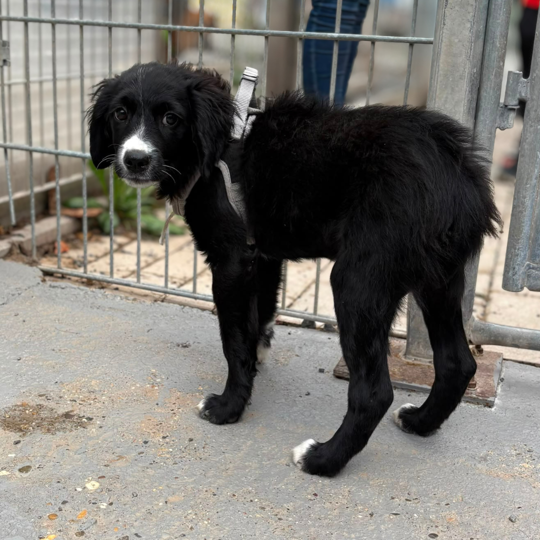 Fundhund 64711 Erbach "Fussel"