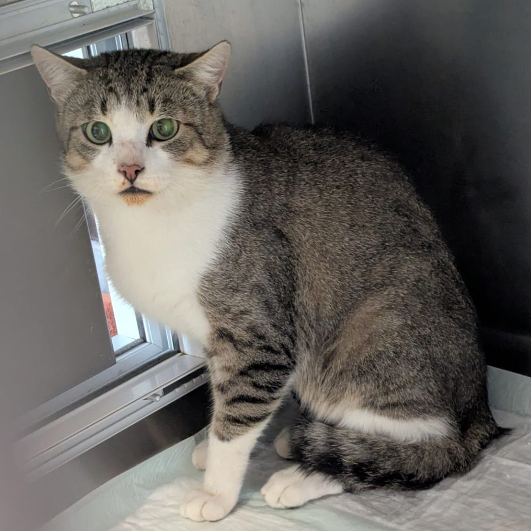 Fundkater 64385 Reichelsheim "Fred"