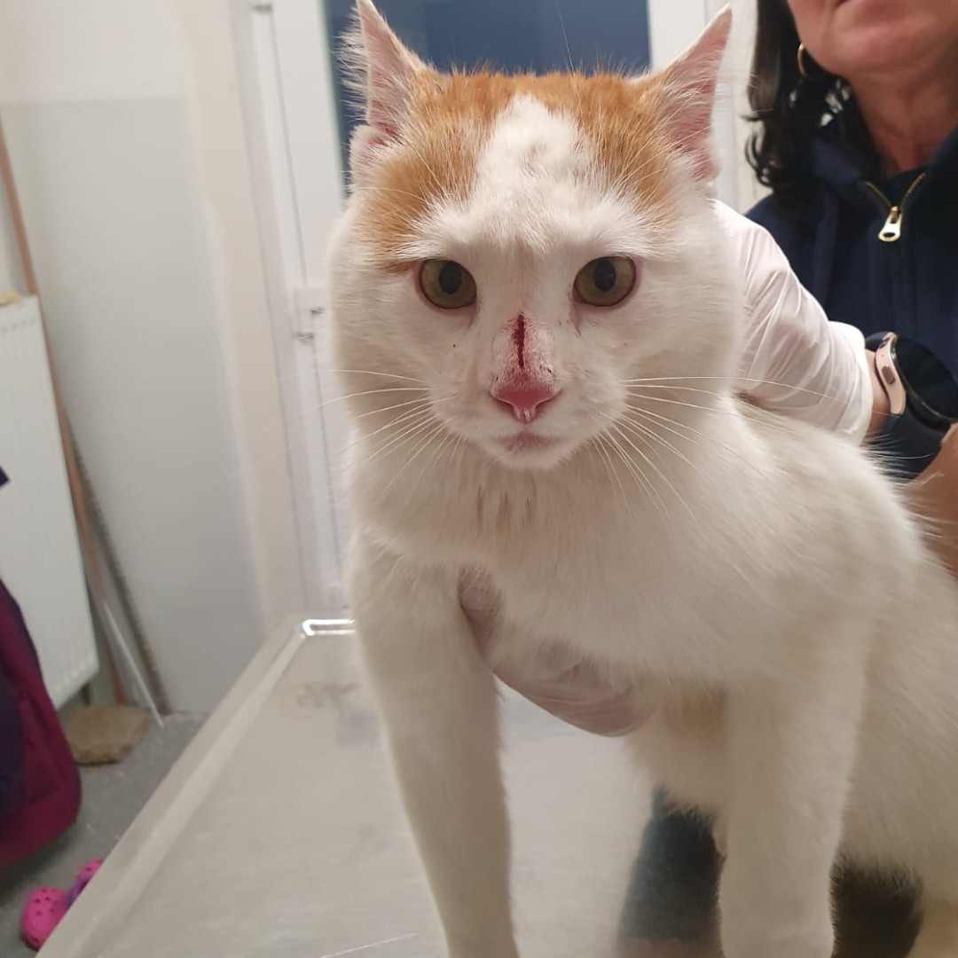 Fundkater 64385 Reichelsheim/ Gumpen "Otis"