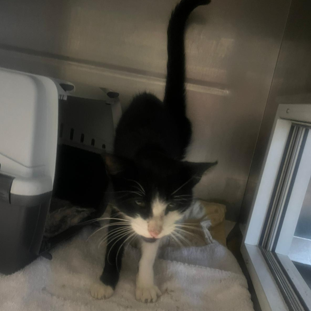 Fundkater 64407 Fränkisch-Crumbach "Flo"