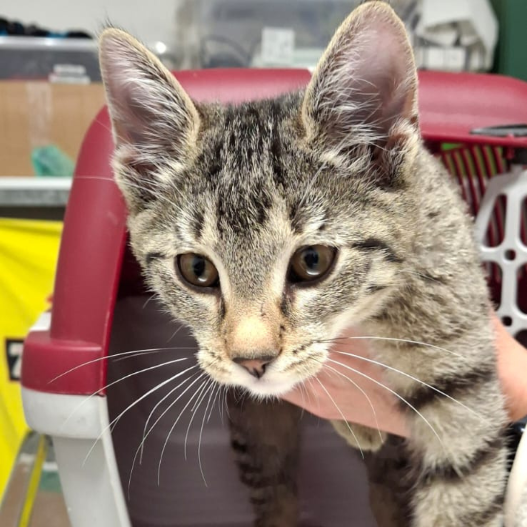 Fundkater 64711 Erbach/ Lauerbach "Assy"