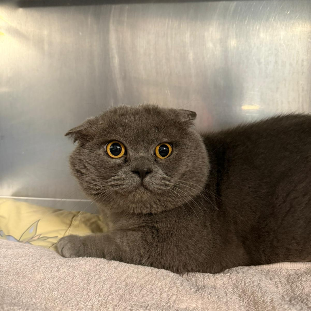 Fundkater 64711 Erbach "Sandokan"