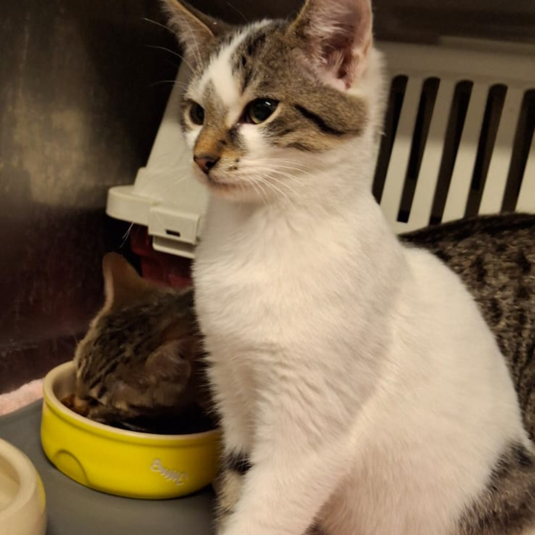 Fundkater 64720 Michelstadt "Cosimo"