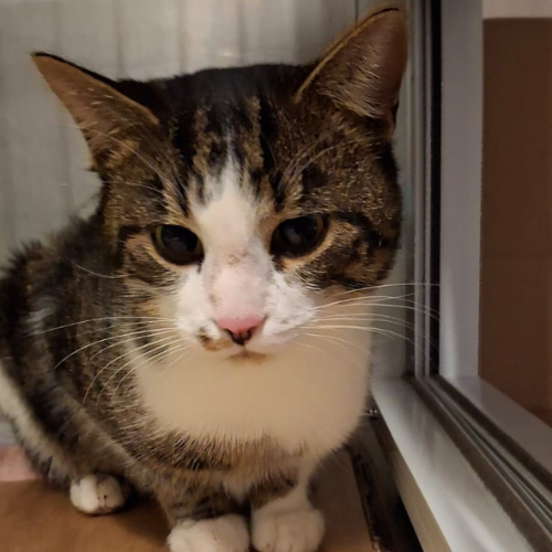 Fundkater "Bambino" 64395 Brensbach / Wersau