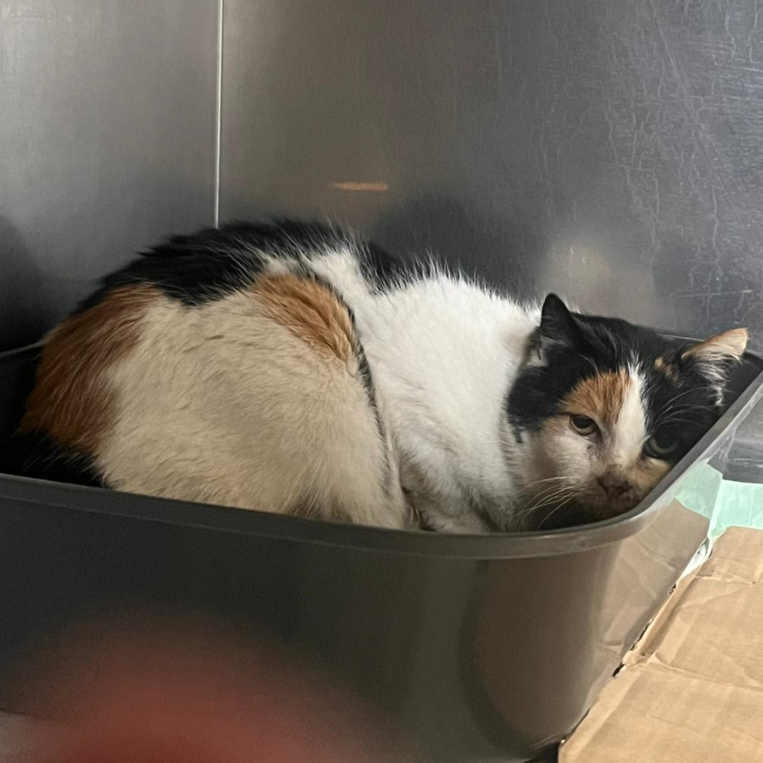 Fundkatze 64385 Reichelsheim "Bean"