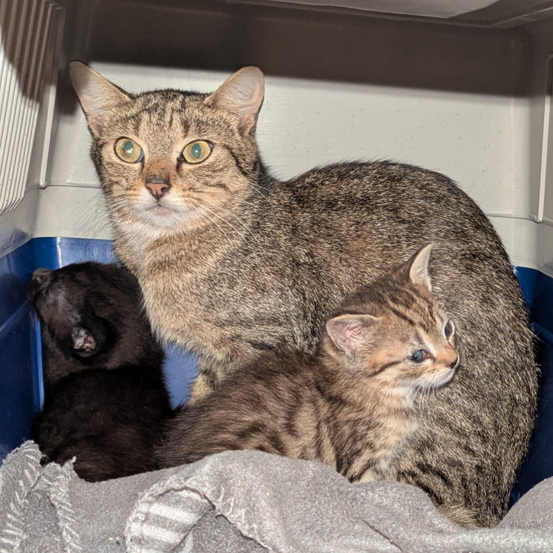 Fundkatze 64385 Reichelsheim "Wilma"