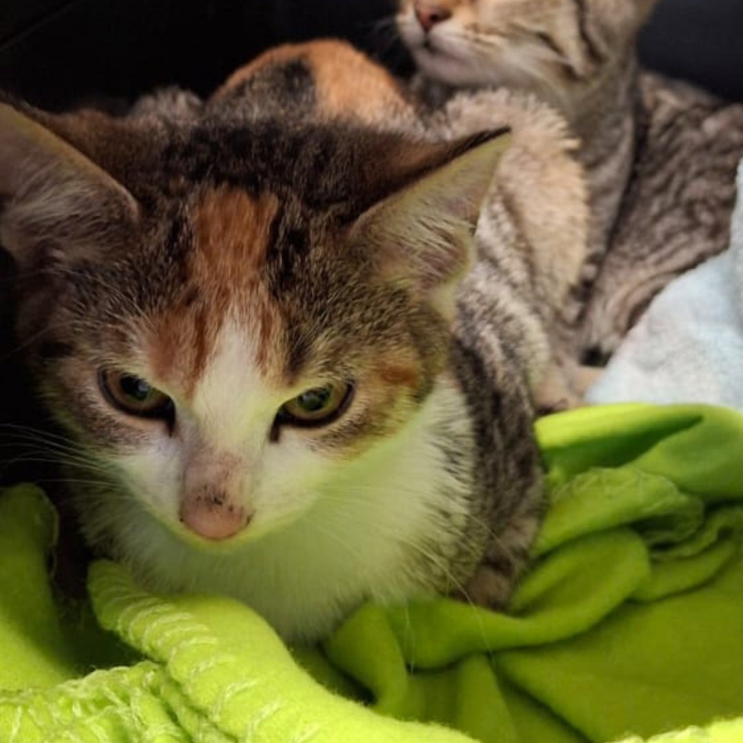 Fundkatze 64720 Michelstadt "Elsa"