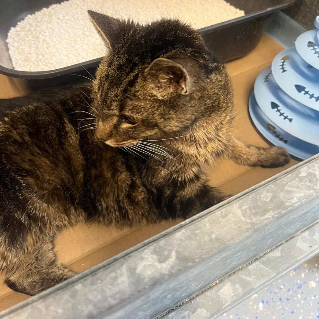 Fundkatze 64720 Michelstadt "Louise"