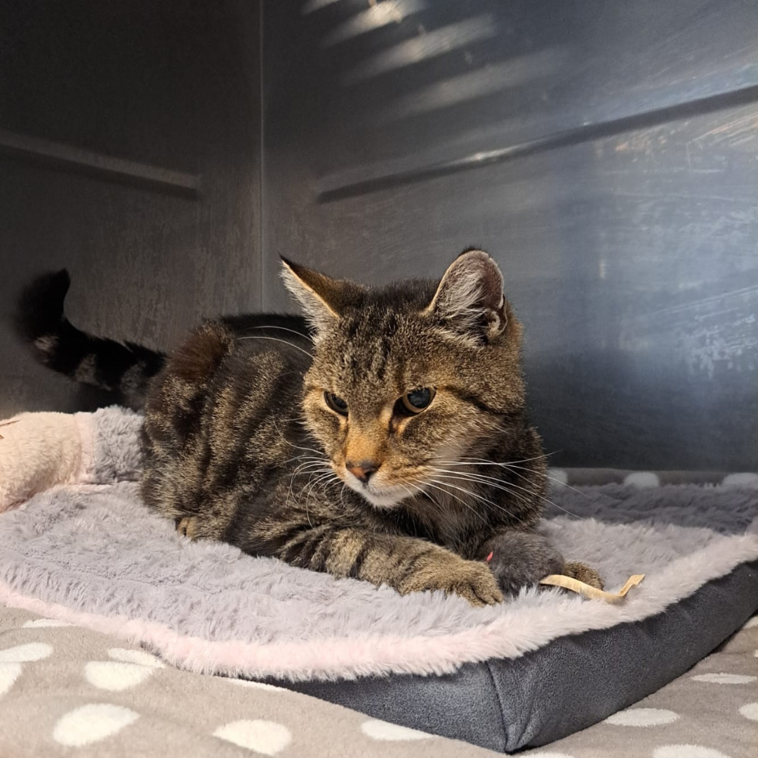 Fundkatze 64720 Michelstadt "Novan"