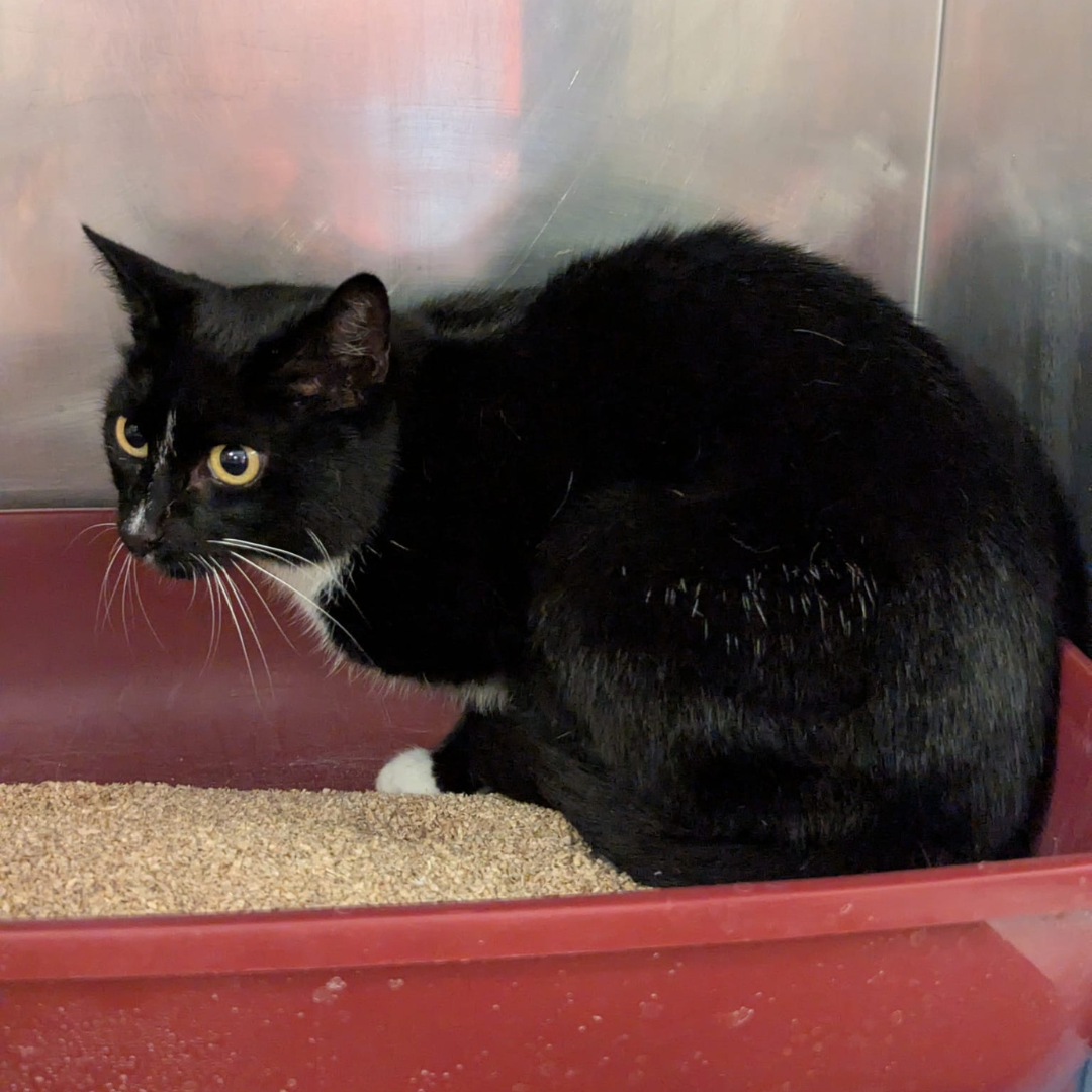 Fundkatze 64739 Höchst/ Hassenroth "Eufemia"