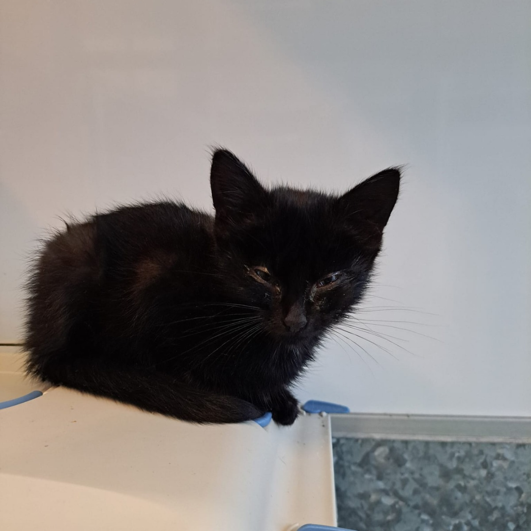 Fundkatze 64756 Mossautal Marbach-Stausee "Misa"
