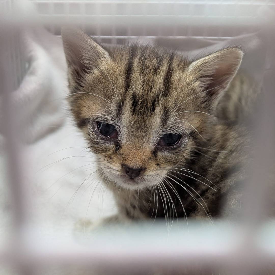 Fundkitten 64385 Reichelsheim "Betty"
