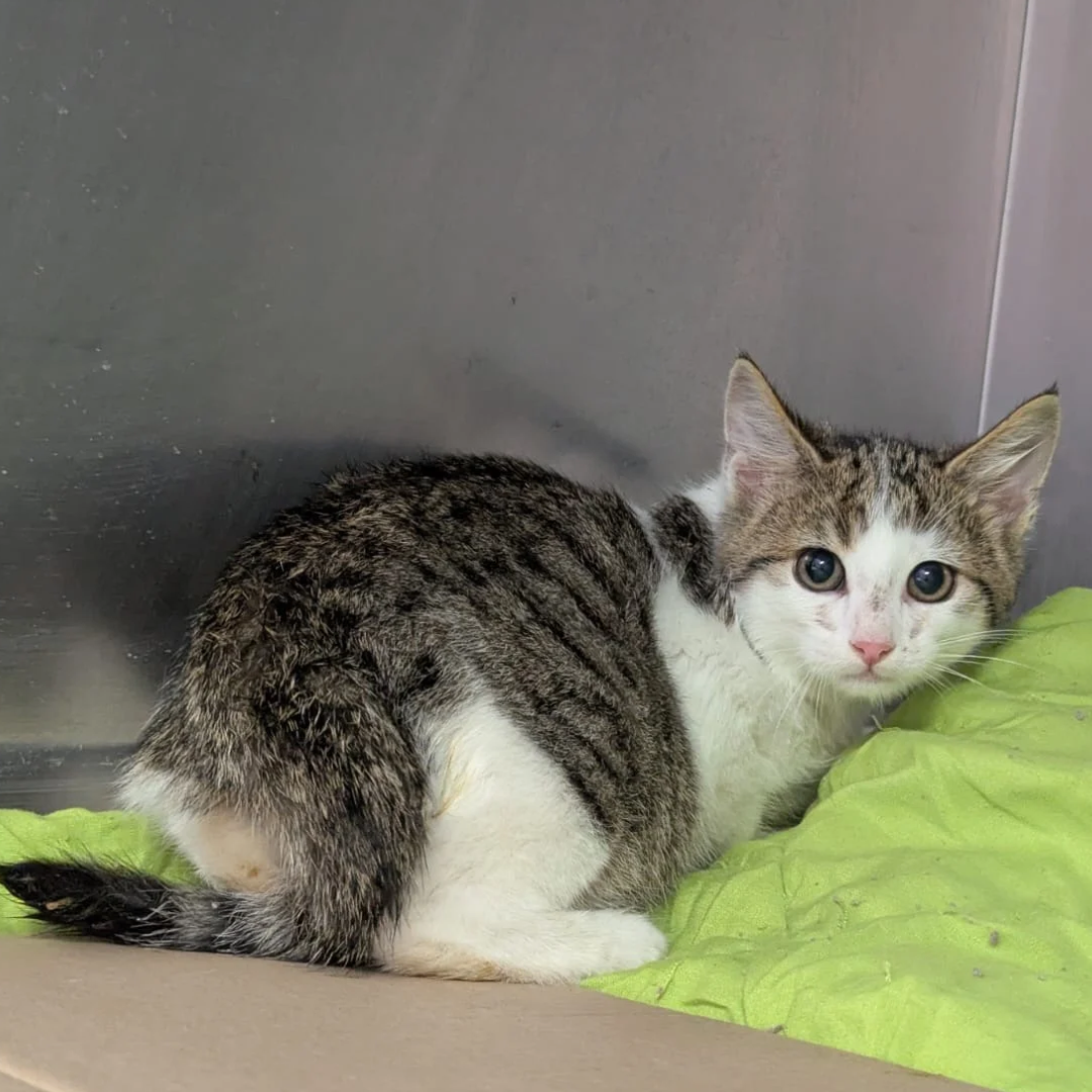 Fundkitten 64711 Erbach/ Lauerbach "Brocius"
