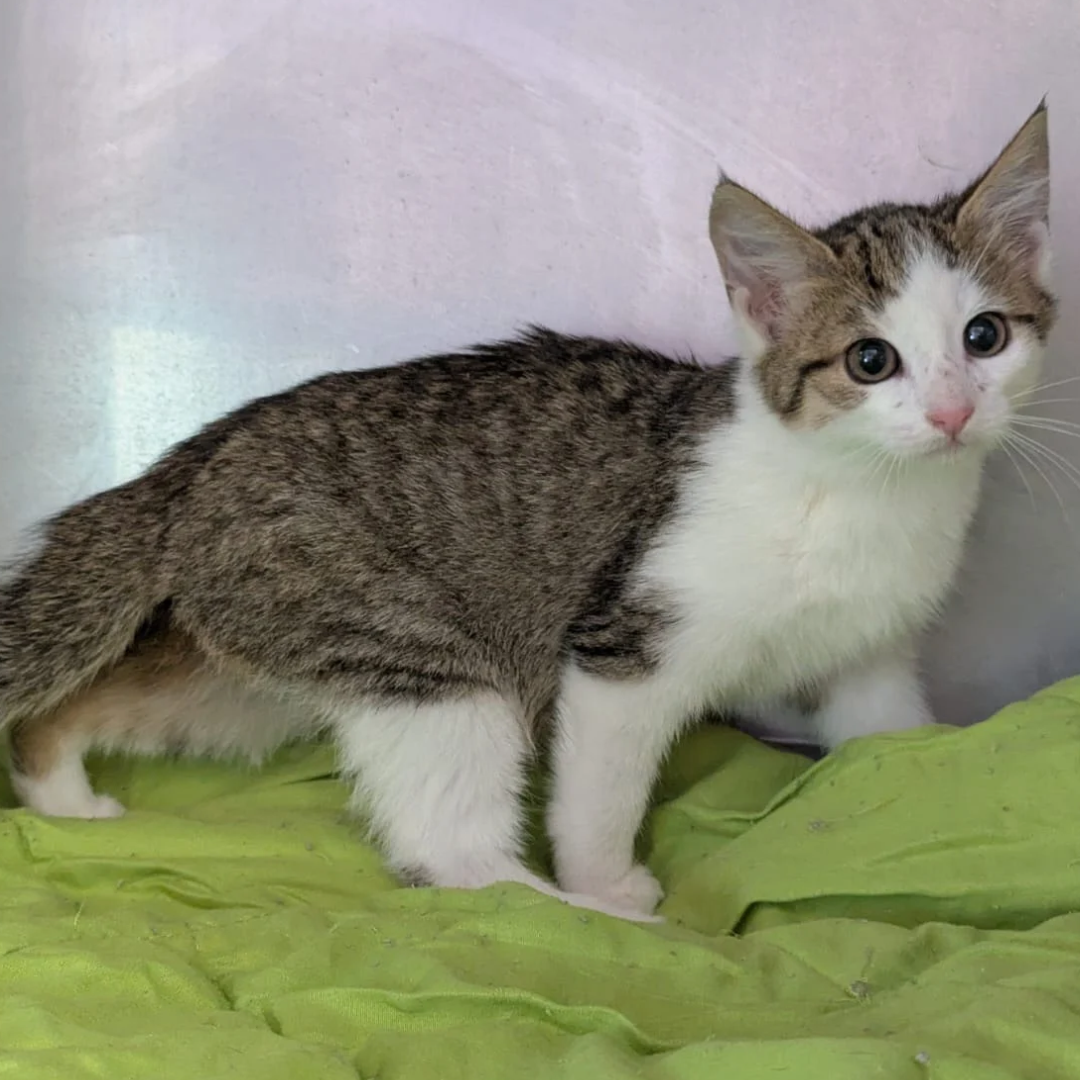 Fundkitten 64711 Erbach/ Lauerbach "Clanton"
