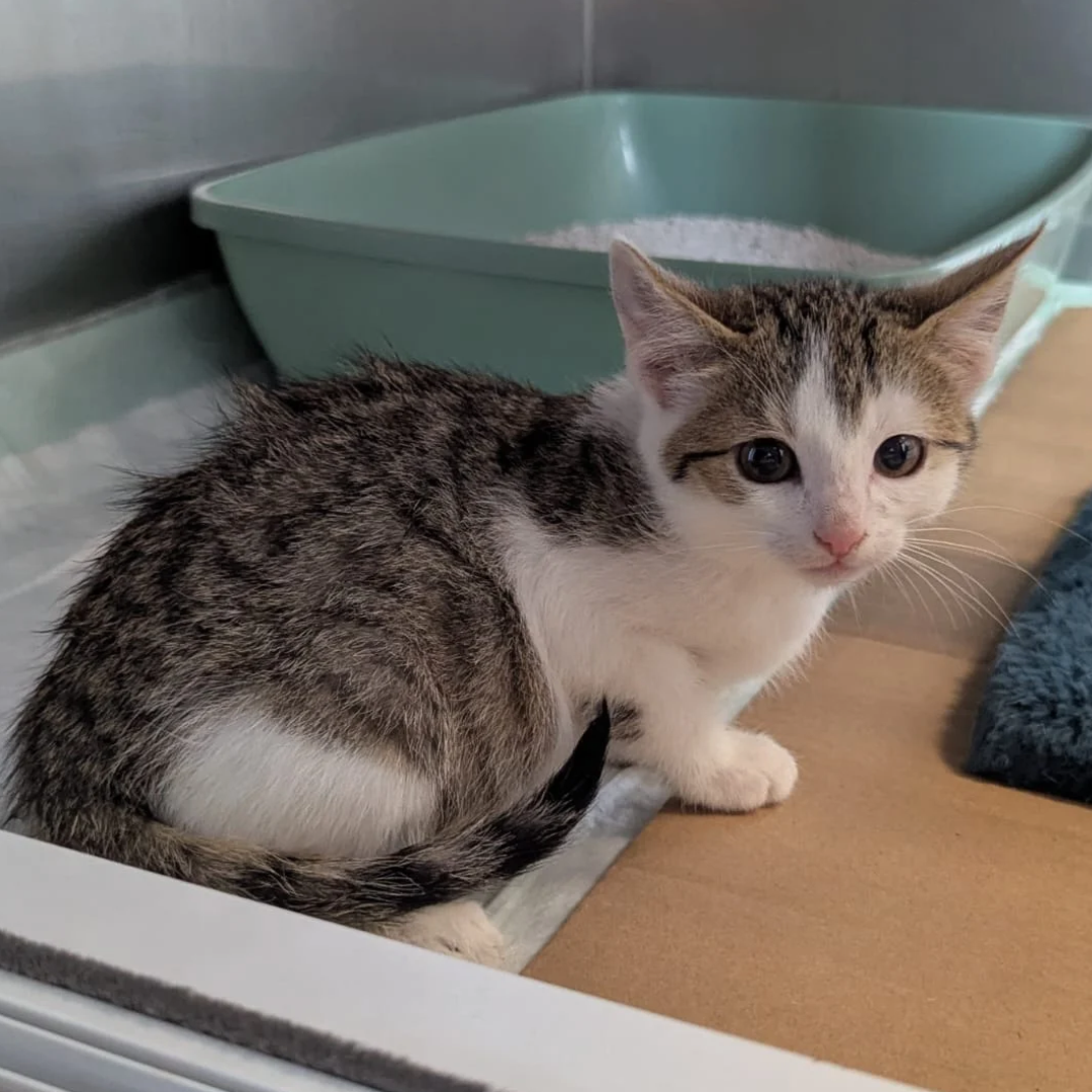 Fundkitten 64711 Erbach/ Lauerbach "Geronimo"