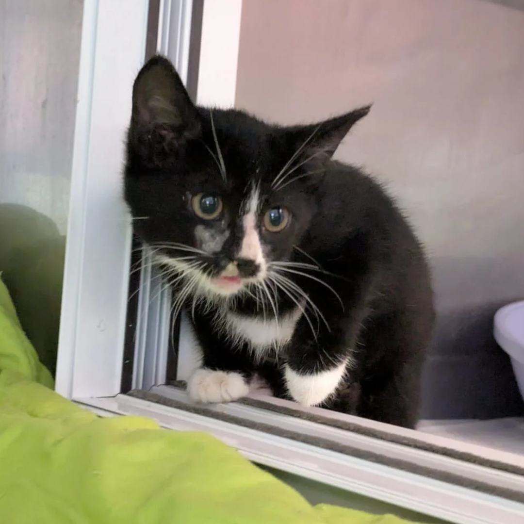 Fundkitten 64711 Erbach/ Lauerbach "Roscoe"
