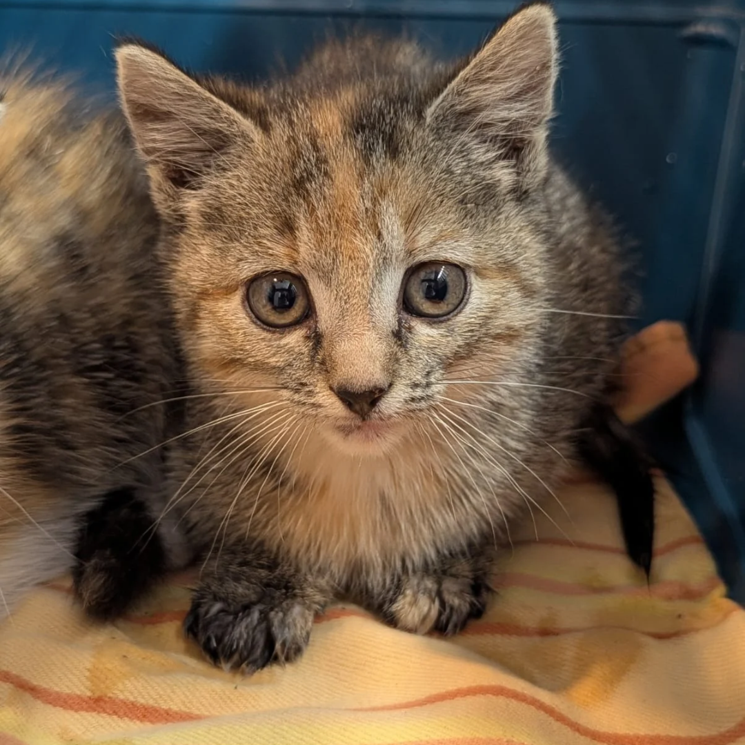 Fundkitten 64760 Beerfelden "Cher"