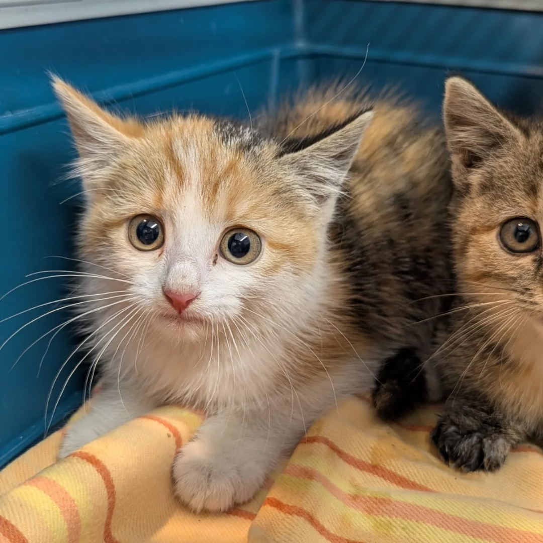 Fundkitten 64760 Beerfelden "Dolly"