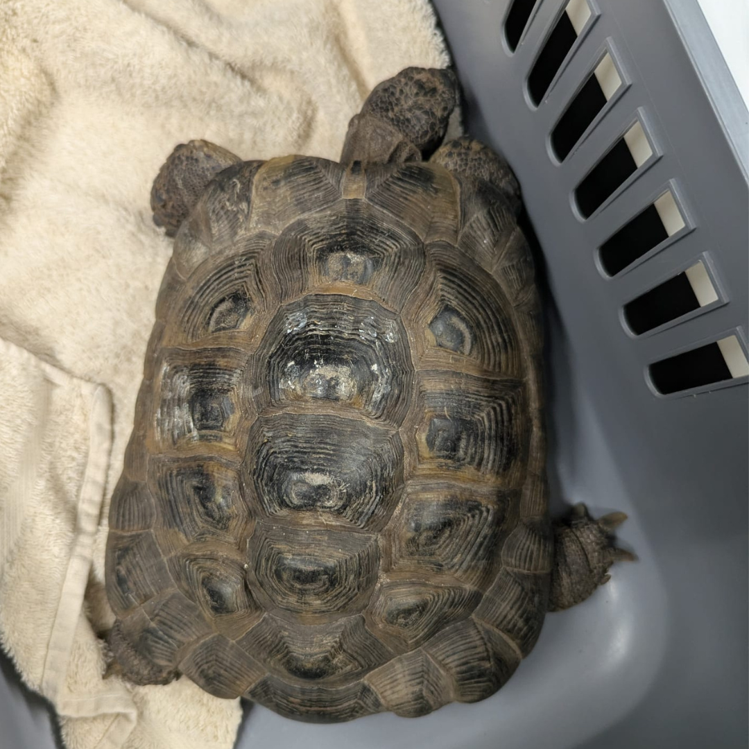 Fundschildkröte 64739 Höchst/ Hassenroth "Sullivan"