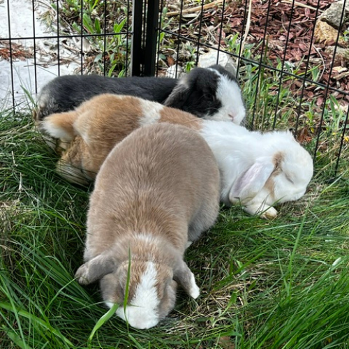 Fussel, Lola, Blue