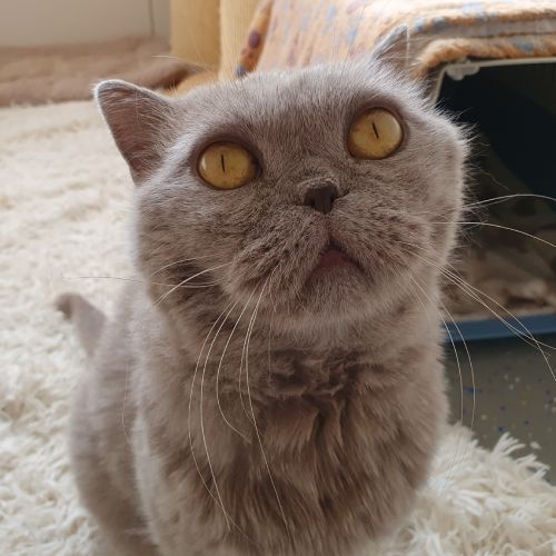 Lisa