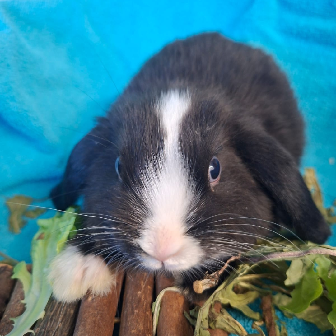 Lorenzo