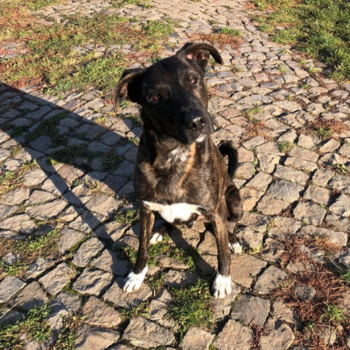 Mailo – Tino – Tiere in Not Odenwald e.V.