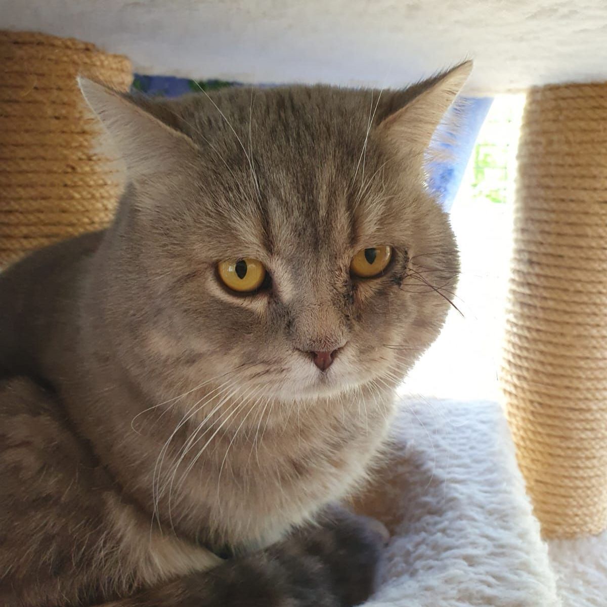 Maxi