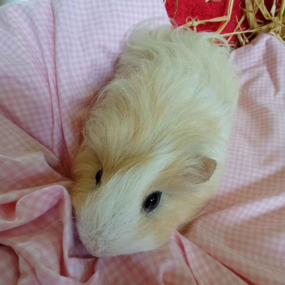 Merle