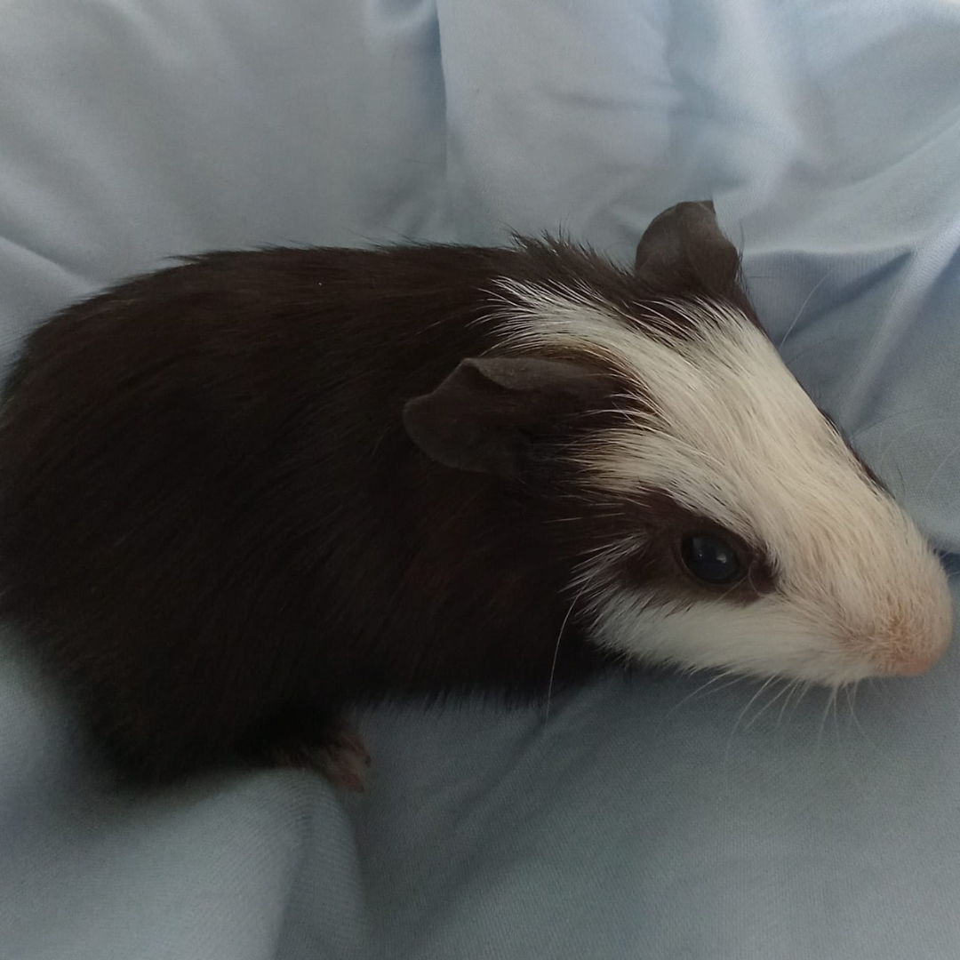 Milo