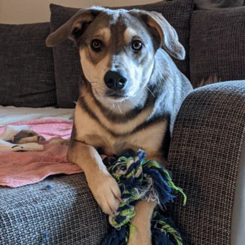 Nala