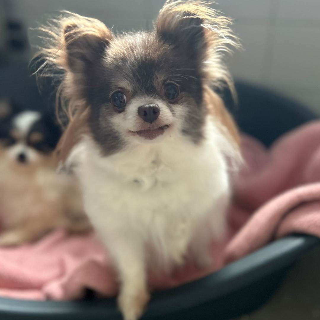 Nikita