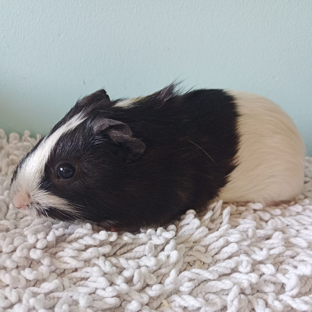 Pedro
