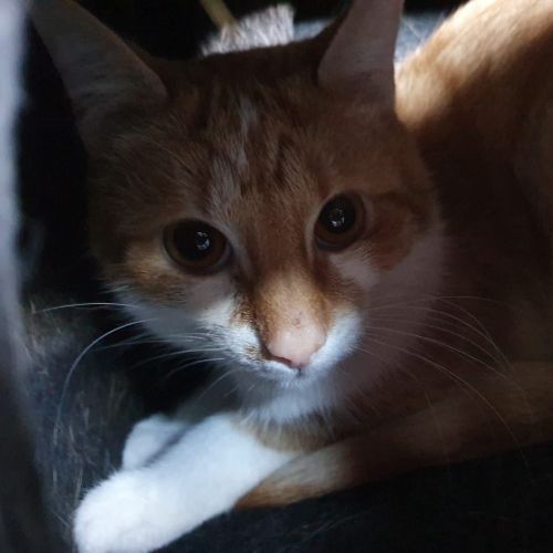 Timo
