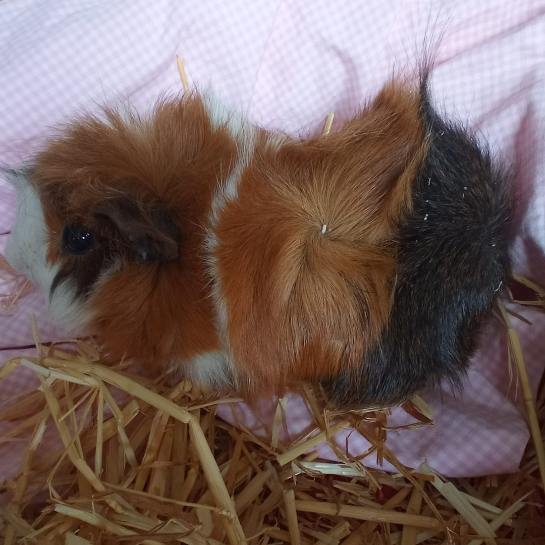 Trixi