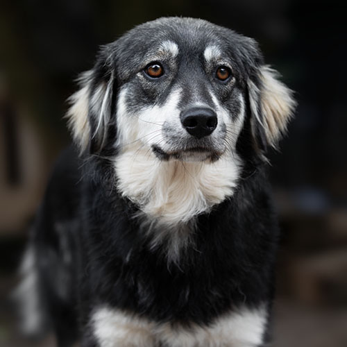 Yasha