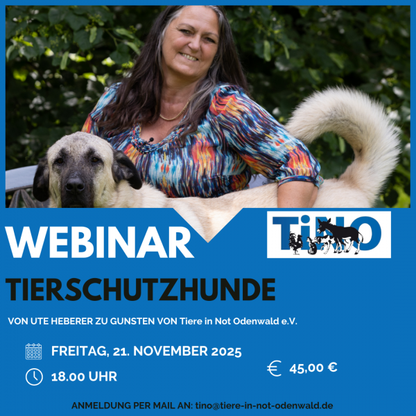 Webinar Ute 21.11.2025 3
